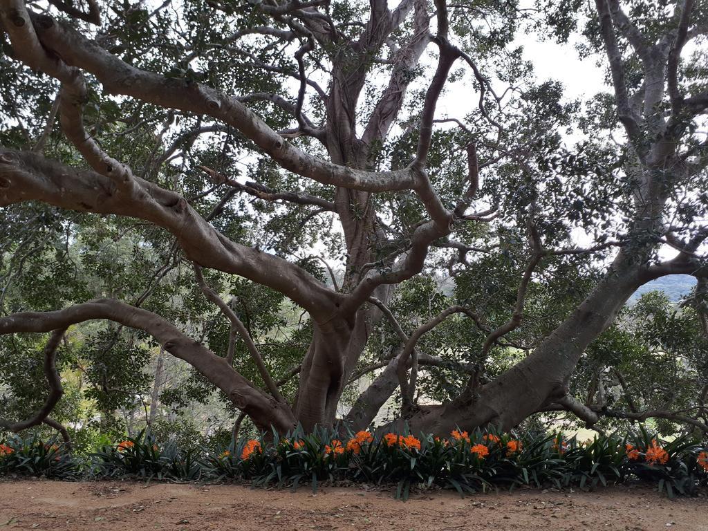 Plynlimmon-1860 Heritage Cottage Or Double Room With Orchard View Kurrajong Εξωτερικό φωτογραφία